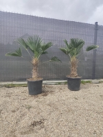 Trachycarpus Wagnerianus